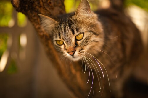 cats2_0260.jpg