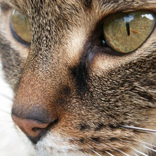 cats2_0261