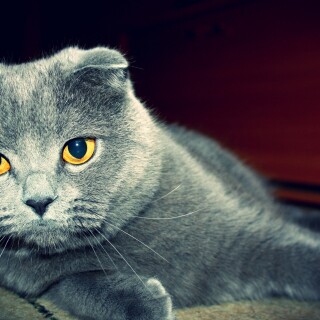 cats2_0264