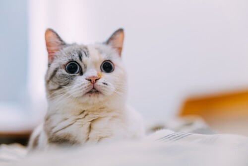 cats2_0265.jpg