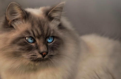cats2_0267.jpg