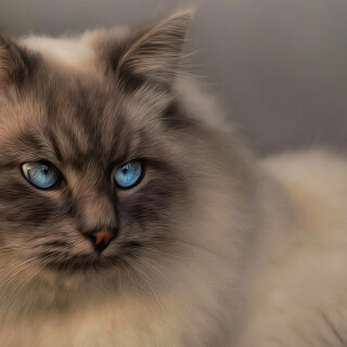 cats2_0267