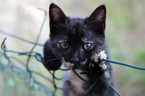 cats2_0268.jpg