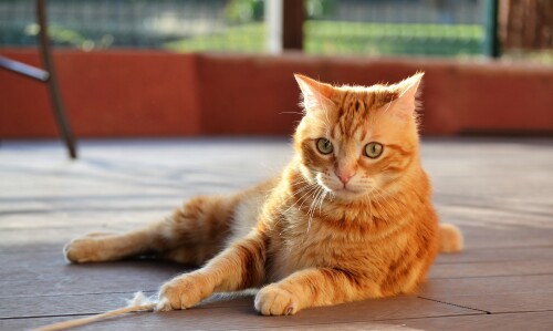 cats2_0270.jpg