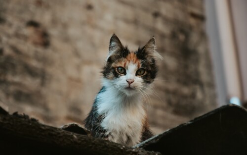 cats2_0273.jpg