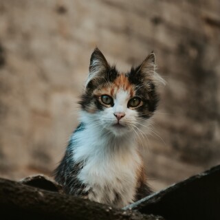 cats2_0273