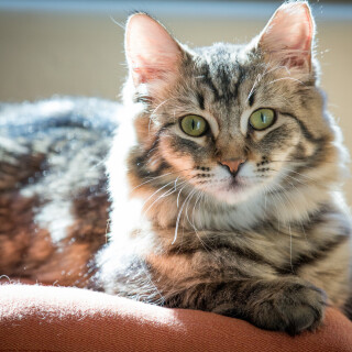 cats2_0283