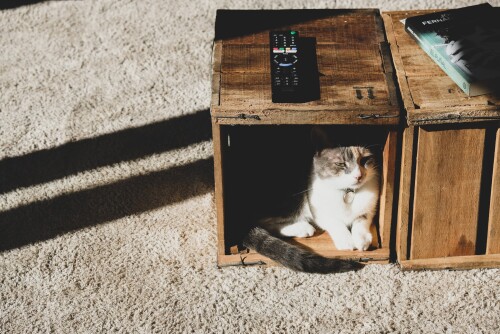 cats2_0285.jpg