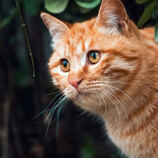 cats2_0300