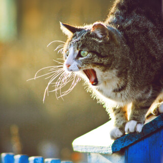 cats2_0302