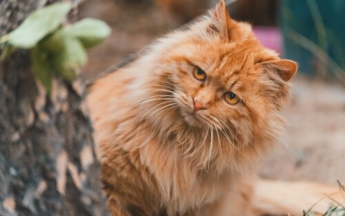 cats2_0303.jpg