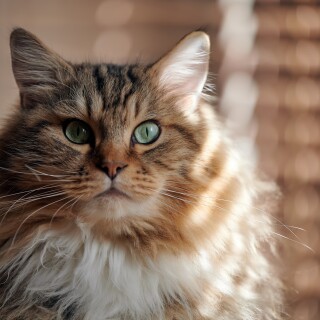 cats2_0304