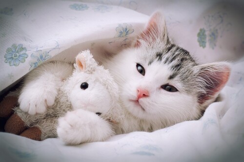 cats2_0309.jpg