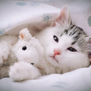 cats2_0309