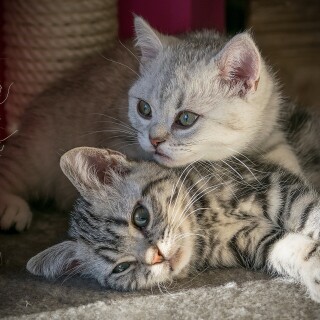 cats2_0313