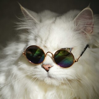 cats2_0314