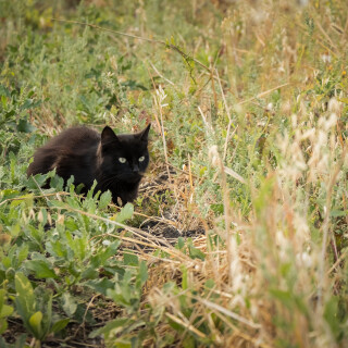 cats2_0322
