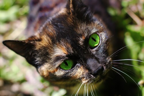 cats2_0326.jpg