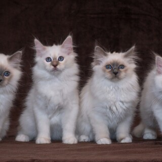 cats2_0332