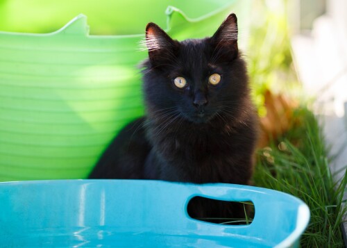 cats2_0335.jpg