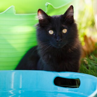 cats2_0335