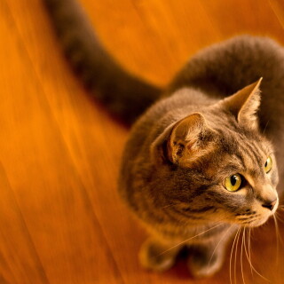 cats2_0336