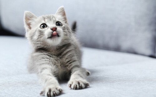 cats2_0341.jpg