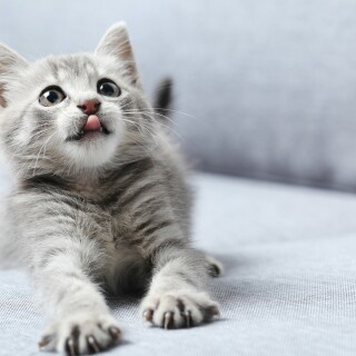 cats2_0341