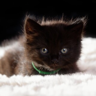 cats2_0344