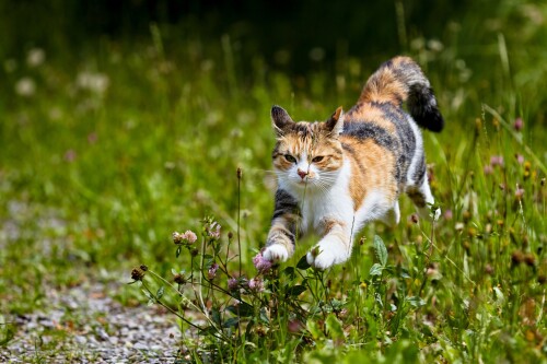 cats2_0346.jpg