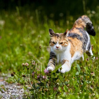 cats2_0346