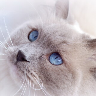 cats2_0347