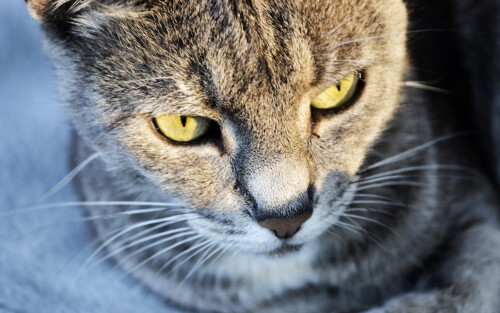 cats2_0357.jpg