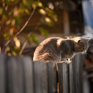 cats2_0358