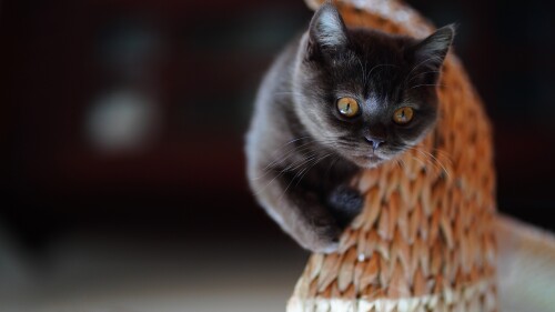 cats2_0359.jpg
