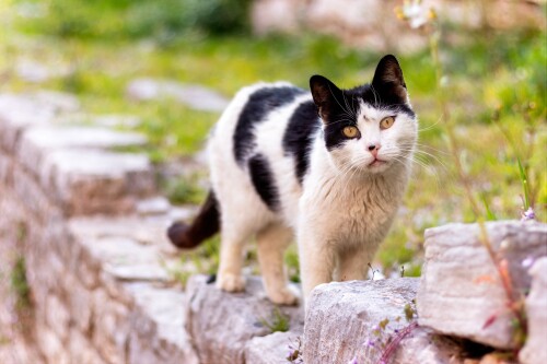cats2_0364.jpg