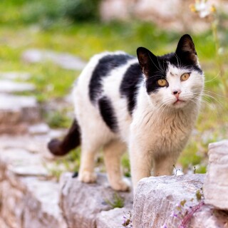 cats2_0364