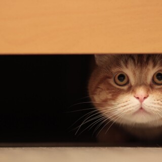 cats2_0369