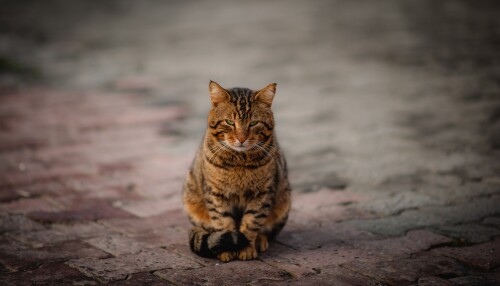 cats2_0370.jpg