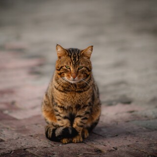 cats2_0370