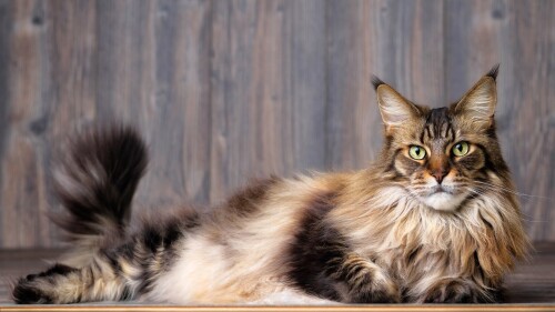 cats2_0374.jpg