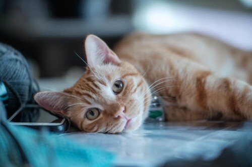 cats2_0380.jpg