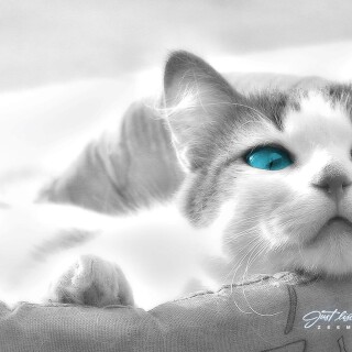 cats2_0388