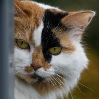 cats2_0390