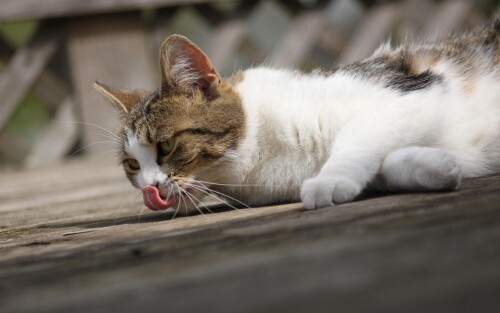cats2_0392.jpg