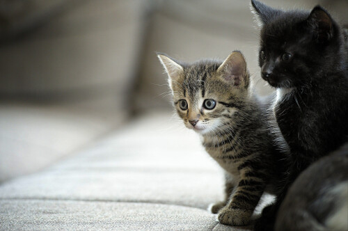 cats2_0394.jpg