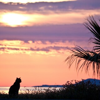 cats2_0404