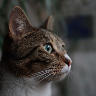 cats2_0412
