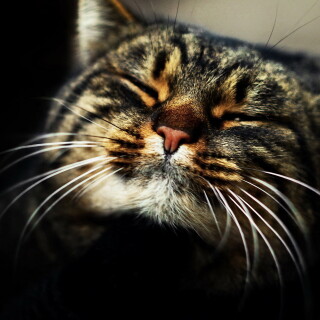 cats2_0413