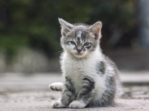 cats2_0415.jpg